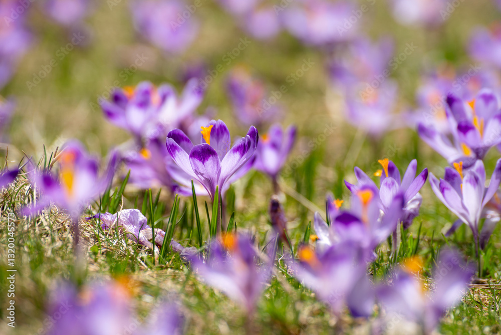 Naklejka premium Spring crocus flowers in the grass, Easter seasonal background