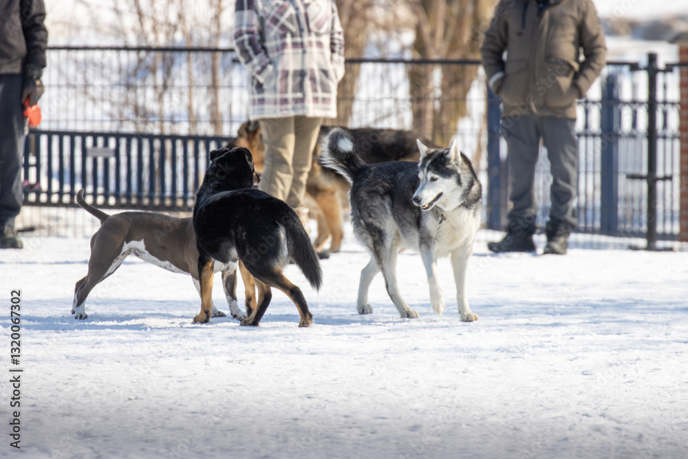 Naklejka premium Dogs playing in a dog park while people stand around