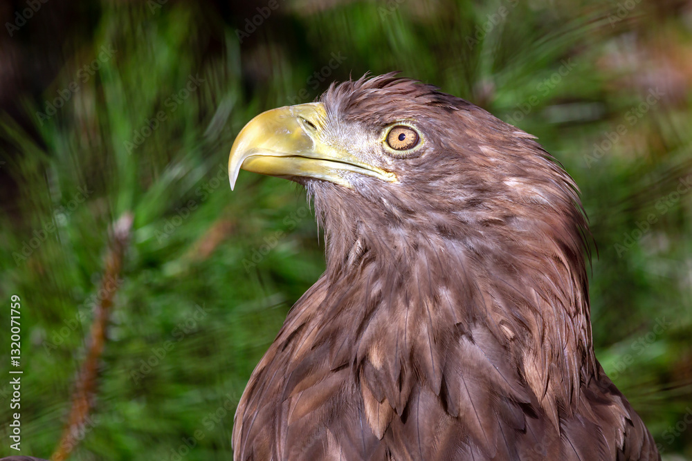 Fototapeta premium Portrait of a white tailed sea eagle