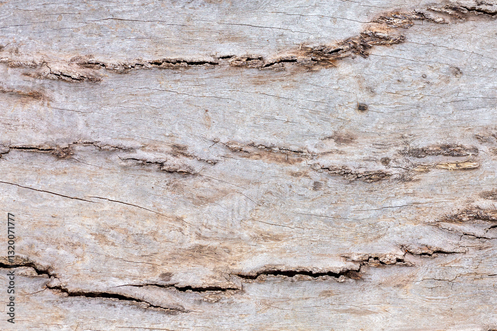 Obraz premium Natural wood background texture 