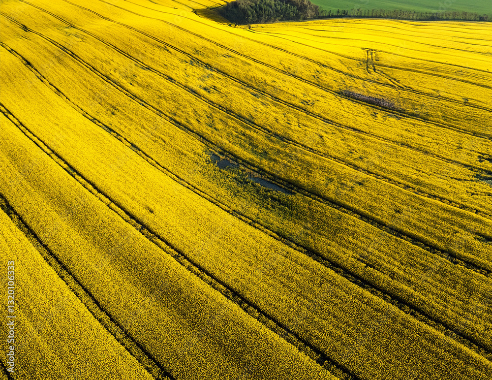 Fototapeta premium Generated image 菜の花畑