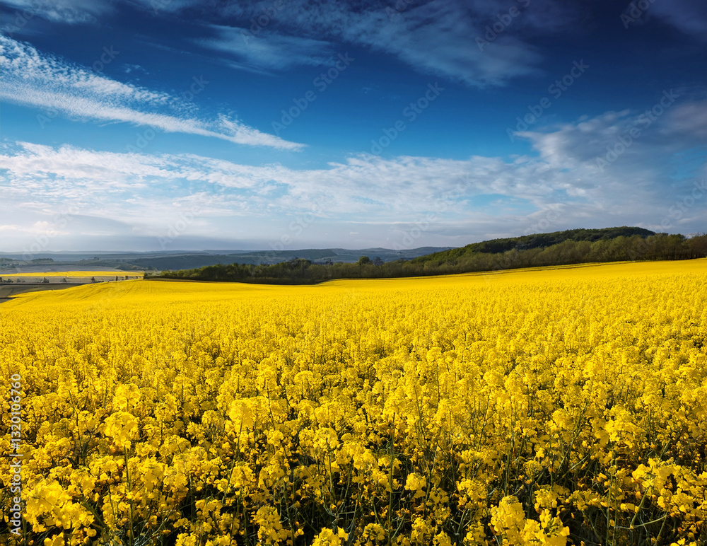 Obraz premium Generated image 菜の花畑