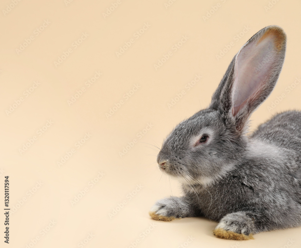 Fluffy grey rabbit on beige background, space for text. Cute pet Fluffy grey rabbit on beige background, space for text. Cute pet