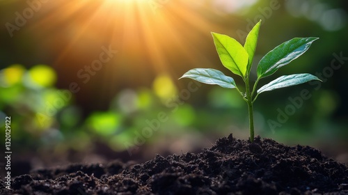 A sprightly plant emerges from a rugged, dark-brown soil mound, its delicate form reaching toward the right, capturing growth's tender embrace