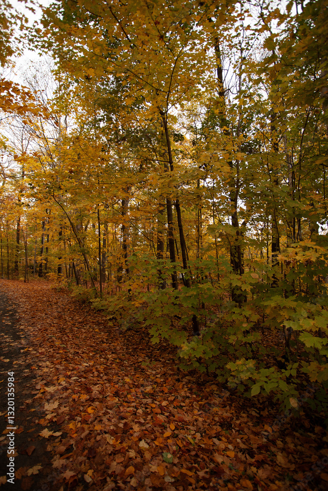 Obraz premium autumn in the park