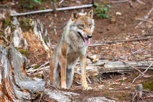 Gray wolf (Canis lupus), wolf standing in the forest, captive, Bavaria, Germany, Europe