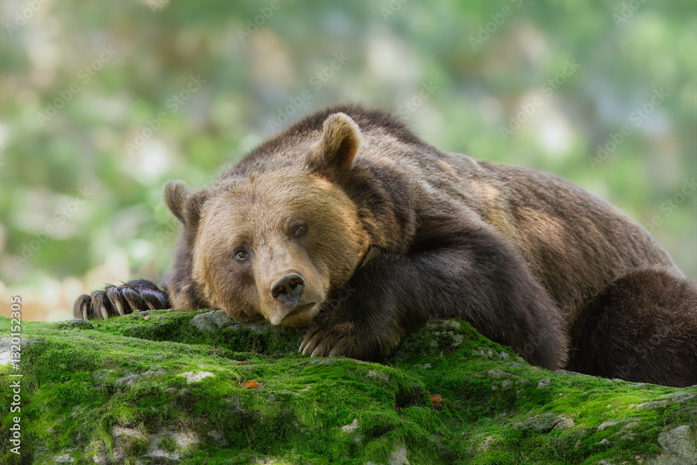 Obraz premium European brown bear (Ursus arctos arctos), animal scenting, autumn, Bavarian Forest National Park, Germany, Europe
