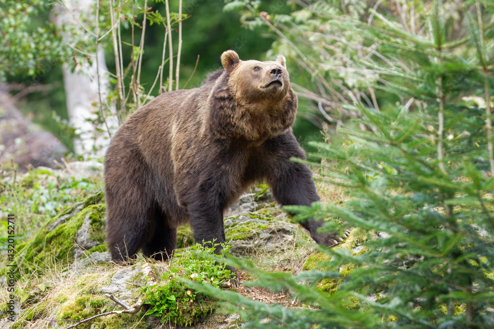 European brown bear (Ursus arctos arctos), animal scenting, autumn, Bavarian Forest National Park, Germany, Europe European brown bear (Ursus arctos arctos), animal scenting, autumn, Bavarian Forest National Park, Germany, Europe