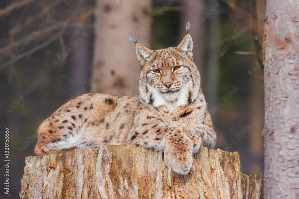 Fototapeta premium The Eurasian lynx (Lynx lynx) , a medium-sized wild cat with pointed ears and fur, sits in the grass in the forest. 