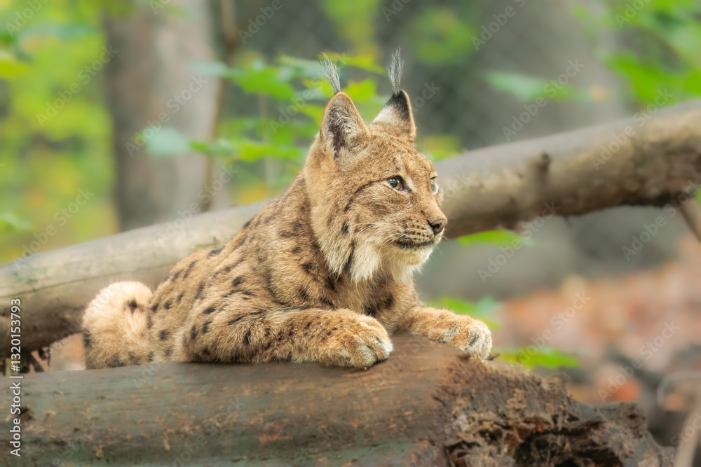 Fototapeta premium The Eurasian lynx (Lynx lynx) , a medium-sized wild cat with pointed ears and fur, sits in the grass in the forest. 