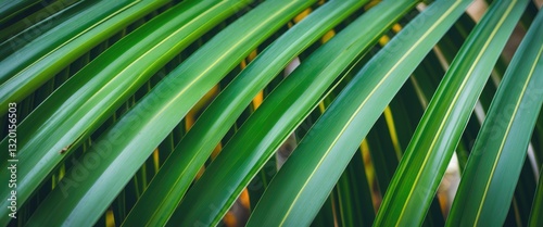 Line of green palm fronds
