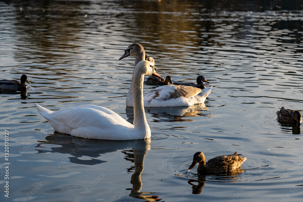 Swans and ducks swimming in a tranquil pond during sunset