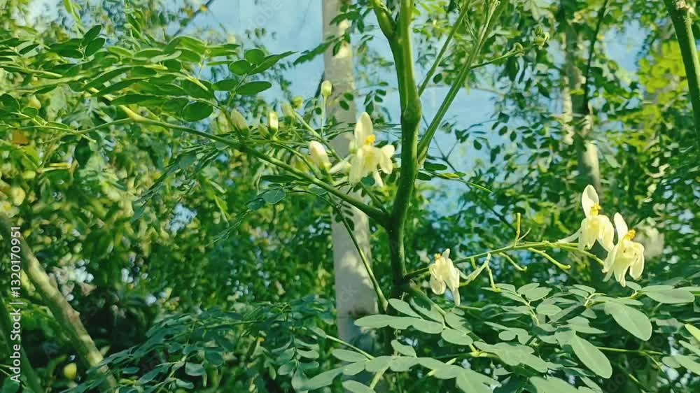Moringa Tree Branch and Flowers Swaying in the Wind
