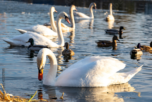Fototapeta Naklejka Na Ścianę i Meble -  Swans and ducks swimming peacefully in a serene lake environment