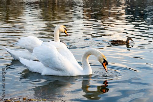 Swans and ducks swimming peacefully in a serene pond at sunset photo