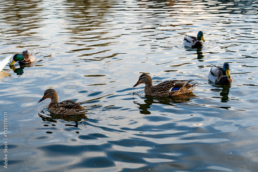 Fototapeta premium Ducks swimming in calm water during golden hour in a park