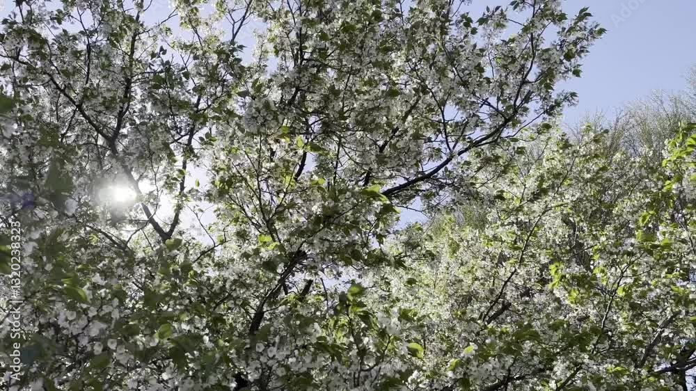 白い桜の花を見上げる