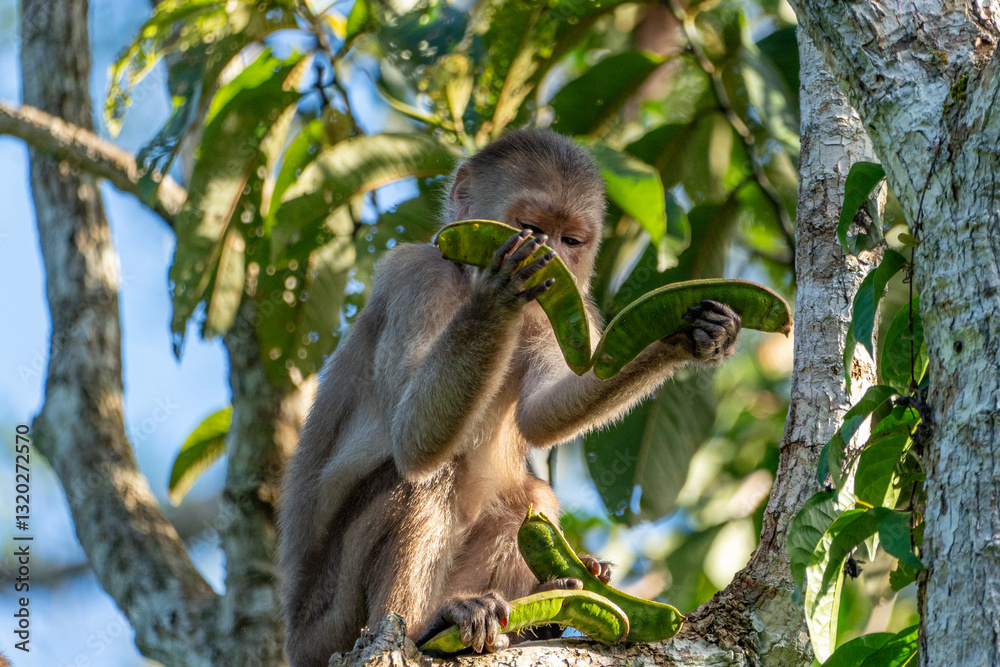 Obraz premium Capuchin monkey chooses between two bean pods