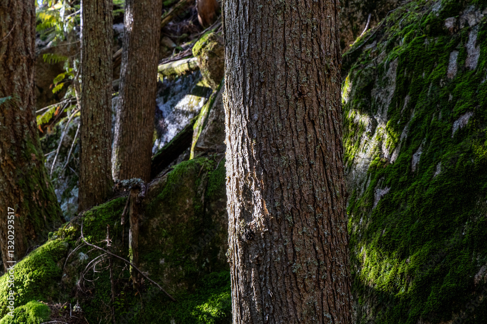 Fototapeta premium Lush Forest Scene With Trees and Moss at Chief Mountain