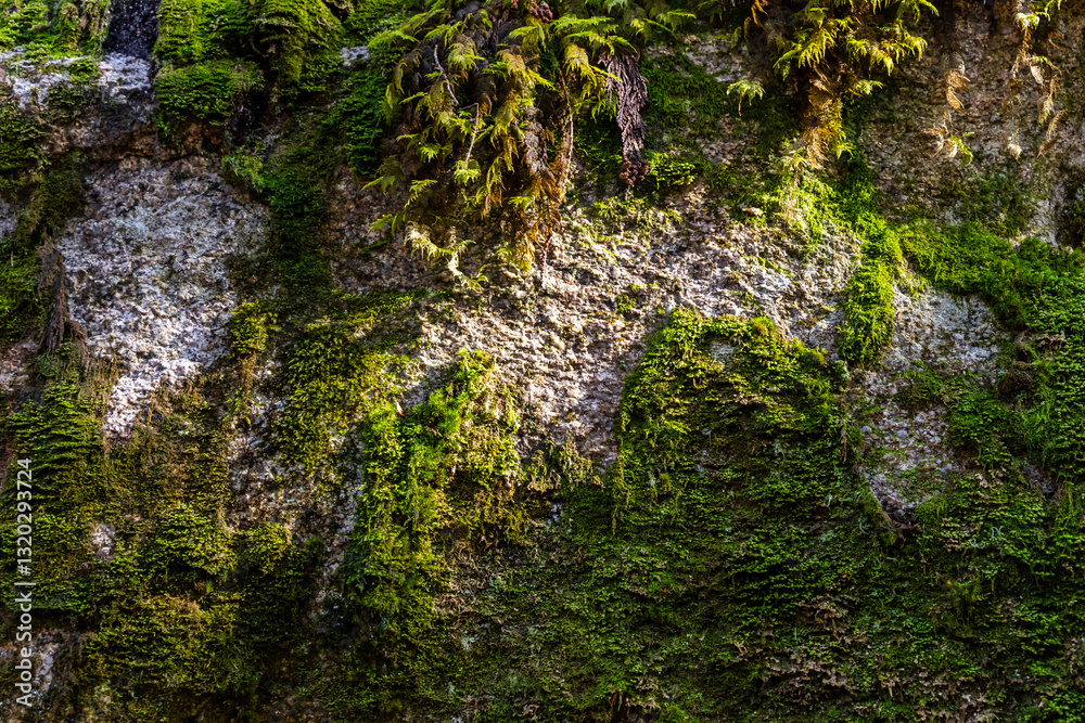 Fototapeta premium Close-Up of Mossy Rock Face at Chief Mountain in Squamish, BC, Canada