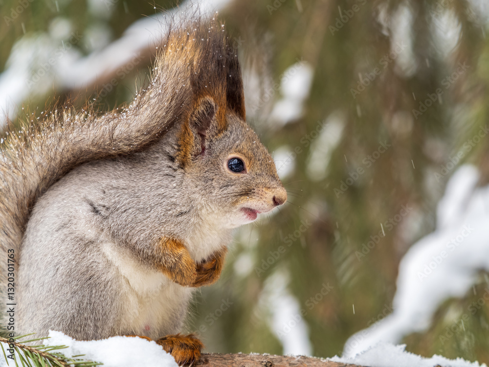 The squirrel sits on a branches without leaves in the winter or autumn The squirrel sits on a branches without leaves in the winter or autumn