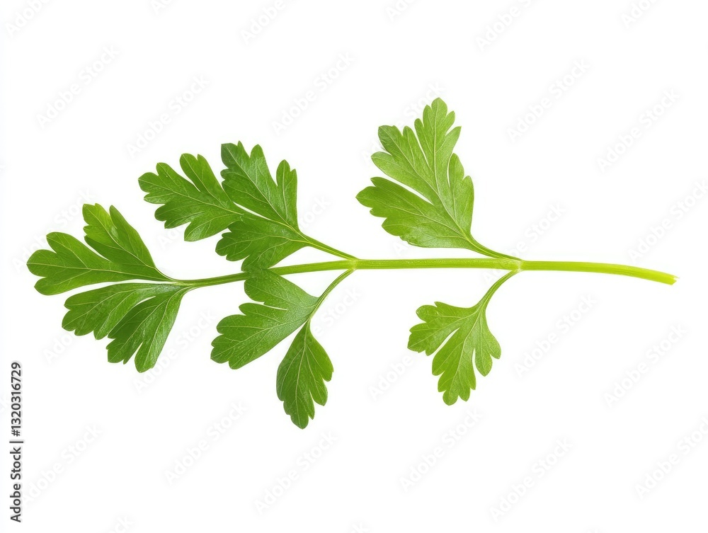Fresh sprig of parsley, a culinary delight against a pristine white backdrop Fresh sprig of parsley, a culinary delight against a pristine white backdrop