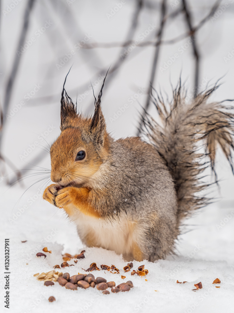 Fototapeta premium The squirrel in winter sits on white snow.