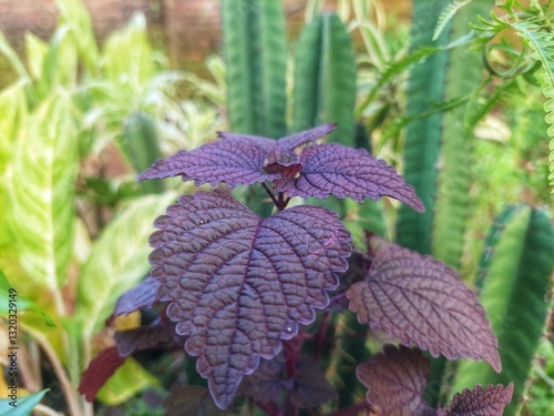 Coleus or dilem is a genus of annual or perennial herbaceous or shrubby plants. Its members are succulents and some have fleshy or tuberous stems. This genus is found in tropical and subtropical