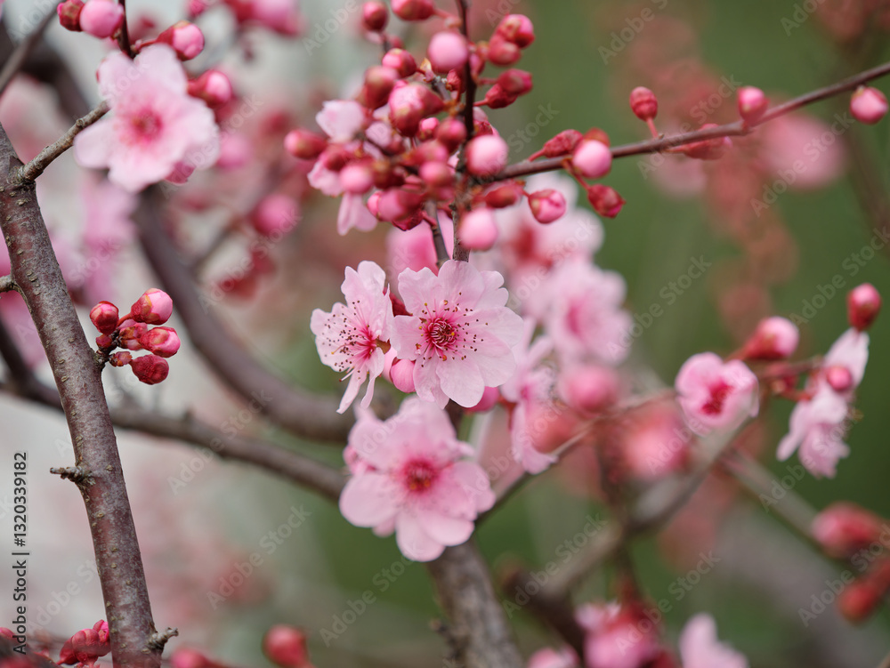 Flowers in spring series: plum blossoming in spring, it is the only remaining last winter flower, is the earliest blooming flower in spring. It shows struggle and pride. Flowers in spring series: plum blossoming in spring, it is the only remaining last winter flower, is the earliest blooming flower in spring. It shows struggle and pride.