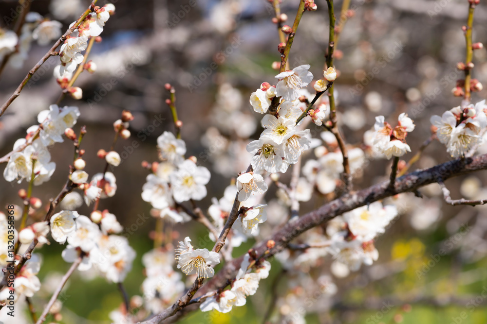 吉野梅園の梅の花