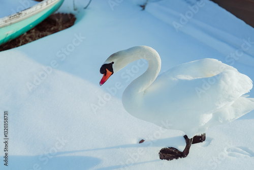 Fototapeta Naklejka Na Ścianę i Meble -  山中湖にいる美しい白鳥