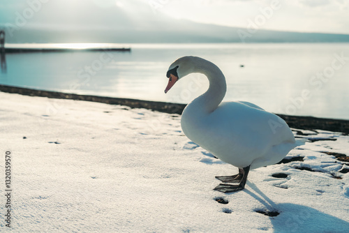 Fototapeta Naklejka Na Ścianę i Meble -  山中湖にいる美しい白鳥