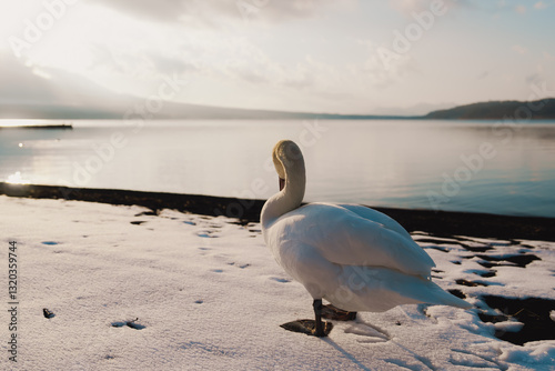 Fototapeta Naklejka Na Ścianę i Meble -  山中湖にいる美しい白鳥