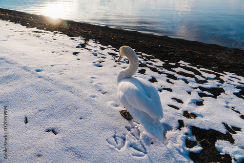 Fototapeta Naklejka Na Ścianę i Meble -  山中湖にいる美しい白鳥