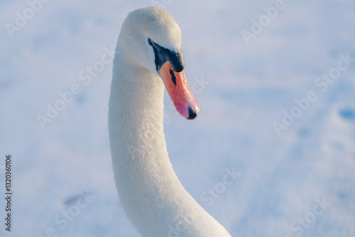 Fototapeta Naklejka Na Ścianę i Meble -  山中湖にいる美しい白鳥