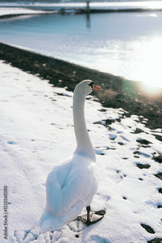 Fototapeta Naklejka Na Ścianę i Meble -  山中湖にいる美しい白鳥