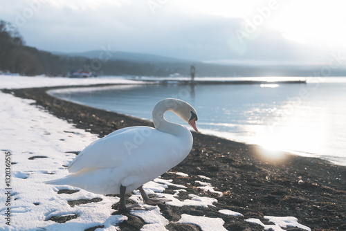 Fototapeta Naklejka Na Ścianę i Meble -  山中湖にいる美しい白鳥