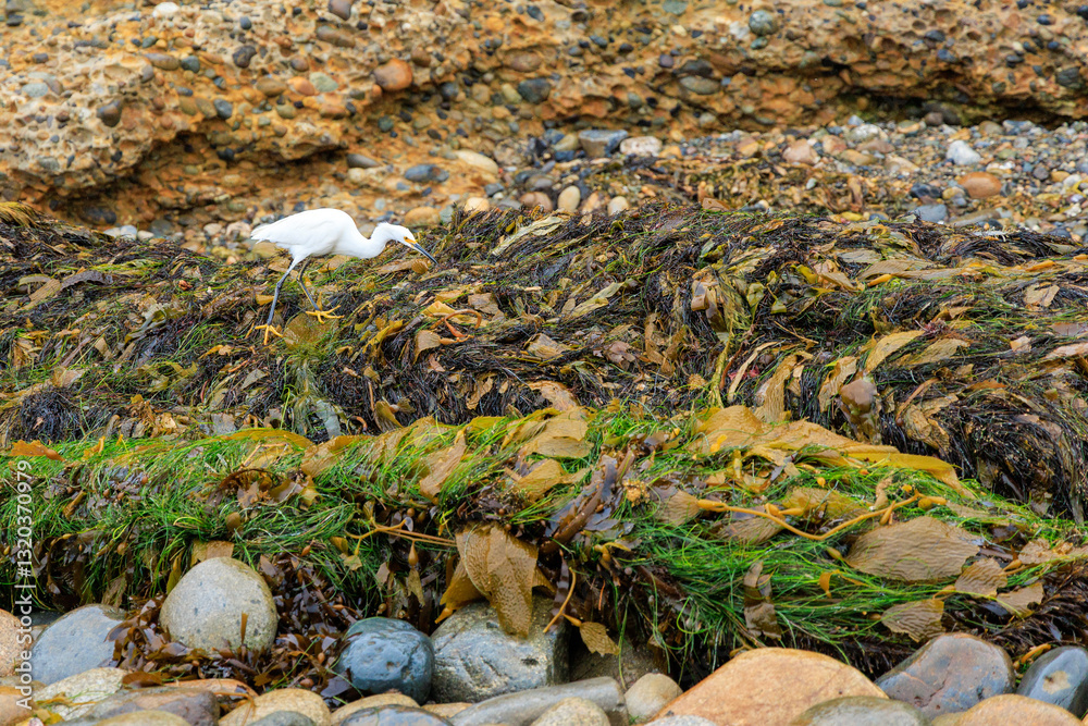 Fototapeta premium Snowy Egret (Egretta thula) checking for fresh seafood in kelp and other weeds in tidal basin of Tourmaline Surf Park at North Pacific beach, San Diego, Californi