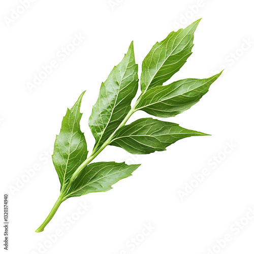 Vibrant Green Leaf Sprig Isolated on White Background