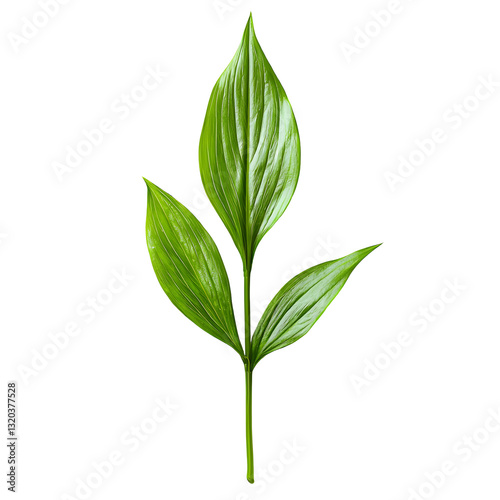 Vibrant Green Sprig with Three Leaves Isolated on a White Background