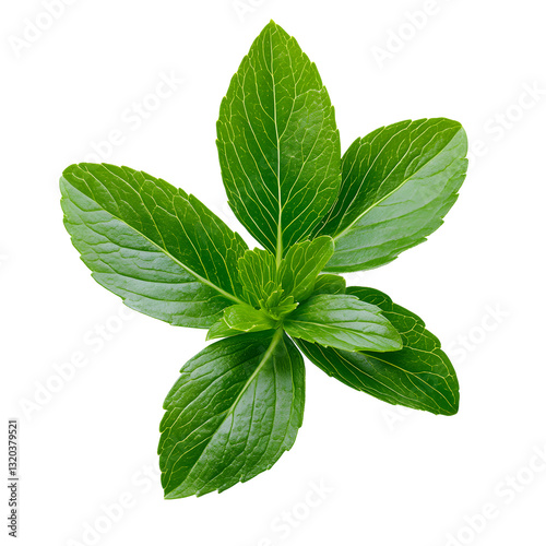 Vibrant Green Stevia Leaves Isolated on White Background
