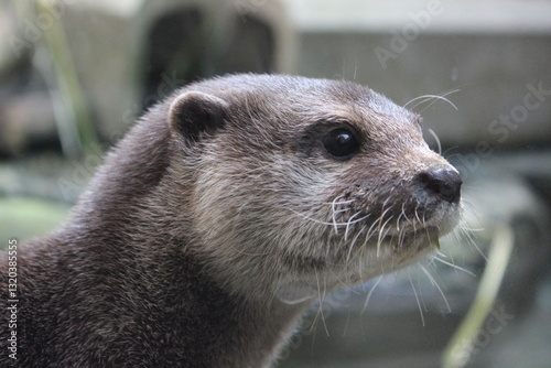 カワウソ顔アップ