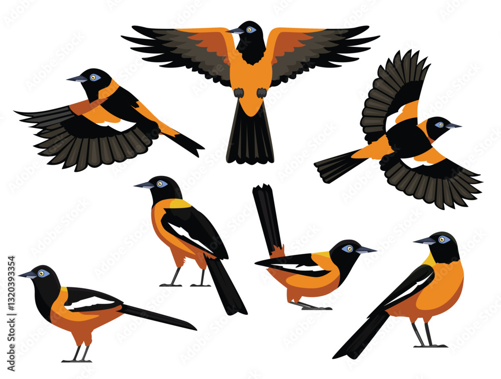 Fototapeta premium Bird Venezuelan Troupial Oriole Various Poses Fly Cartoon Vector Characters