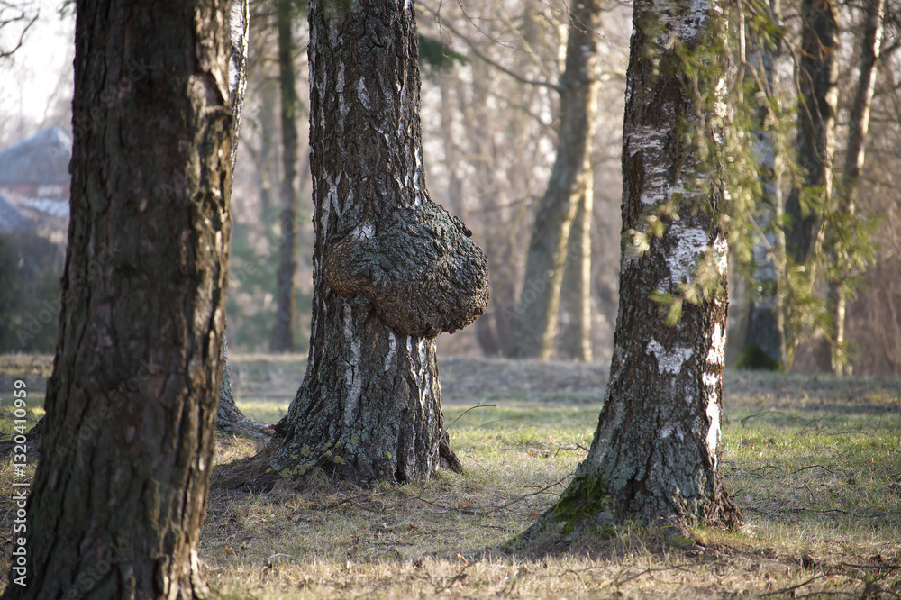 Naklejka premium A birch tree with a large burl stands out in a tranquil woodland on a sunny day.