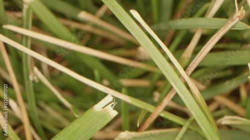 Macro Dolly of Grass