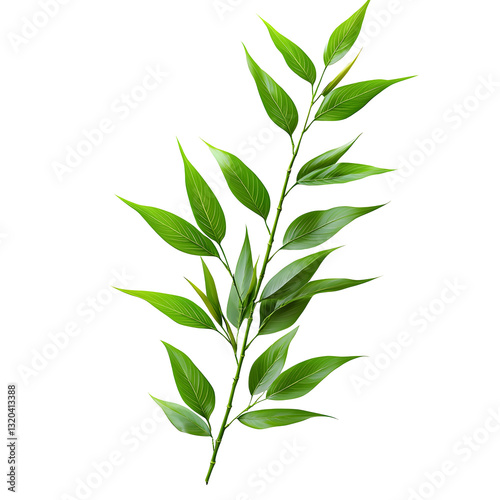 Vibrant Green Branch with Lush Leaves Isolated on a White Background