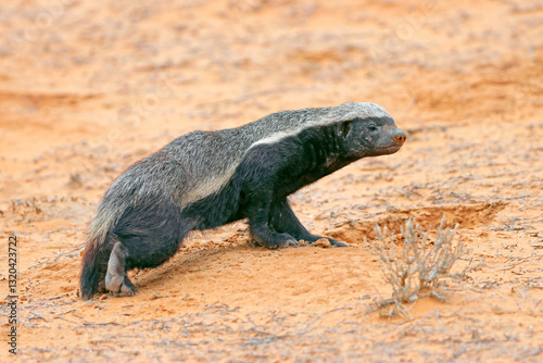 A honey badger (Mellivora capensis) in natural habitat, Kalahari desert, South Africa.