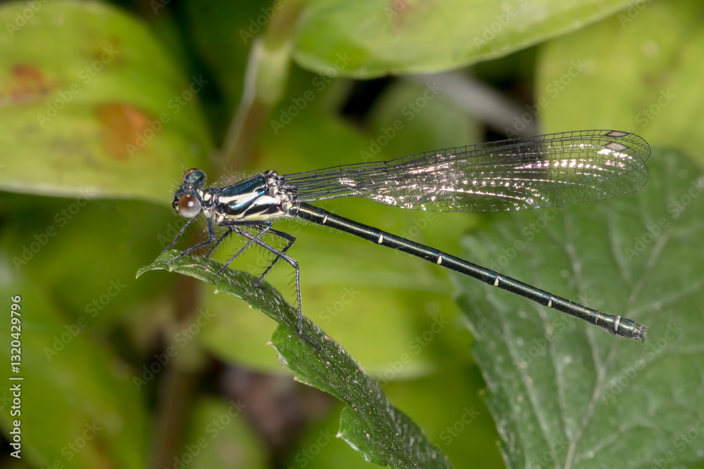 Common Flatwing (Austroargiolestes icteromelas) Perched in Natural Habitat Common Flatwing (Austroargiolestes icteromelas) Perched in Natural Habitat