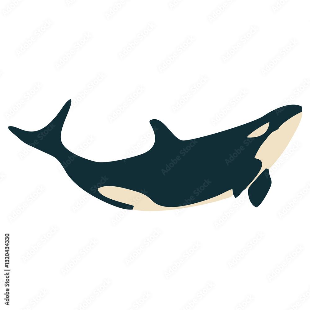 Fototapeta premium Orca whale jumping