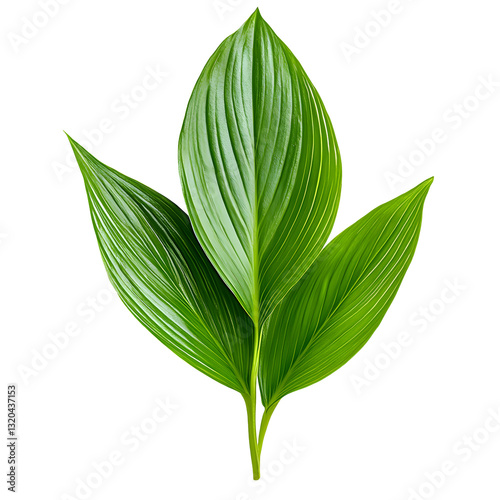 Vibrant Green Leaves Arranged Isolated on White Background